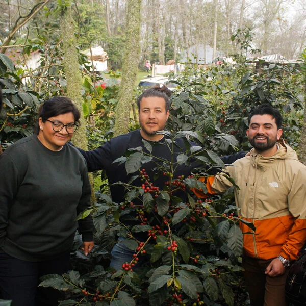finca purp2 Café Hidalgo - Finca Púrpura
