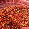 finca purp3 Café Hidalgo - Finca Púrpura
