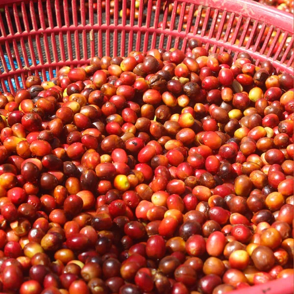 finca purp3 Café Hidalgo - Finca Púrpura