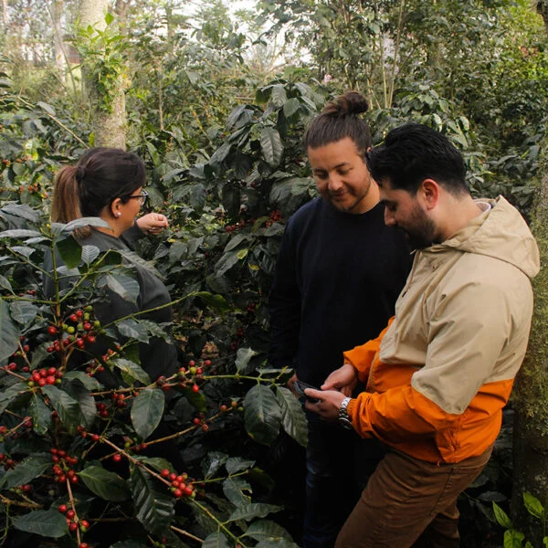 finca purp4 Café Hidalgo - Finca Púrpura