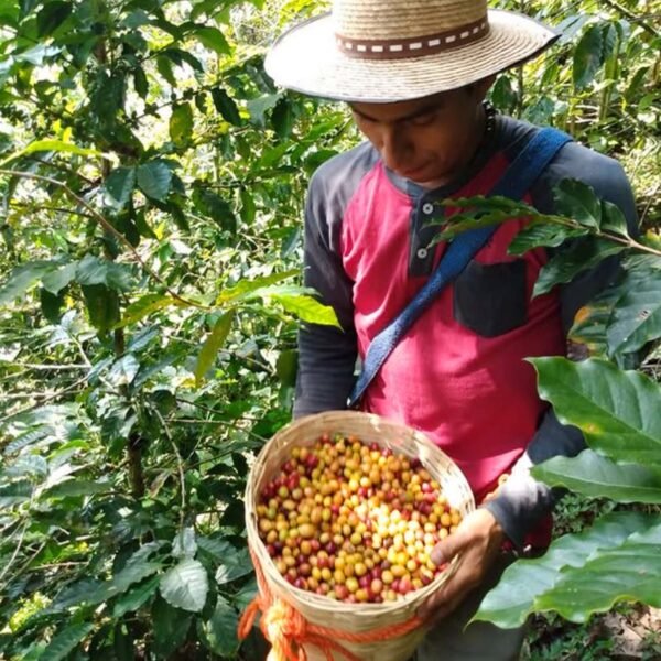 alonso lopez.JPG Alonso López Chiapas Tenejapa