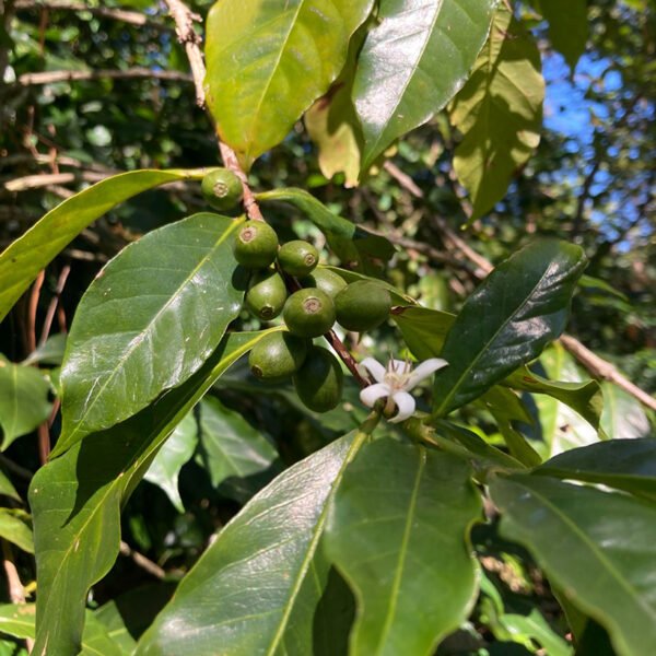 chiapas tenejapa Cafeto tenejapa