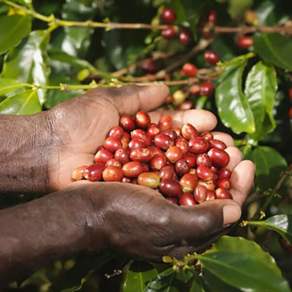 Café Oaxaca - Candelaria Loxicha