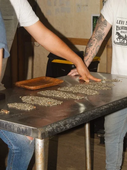 Granos de café verde extendidos en una mesa de acero durante el desmanche
