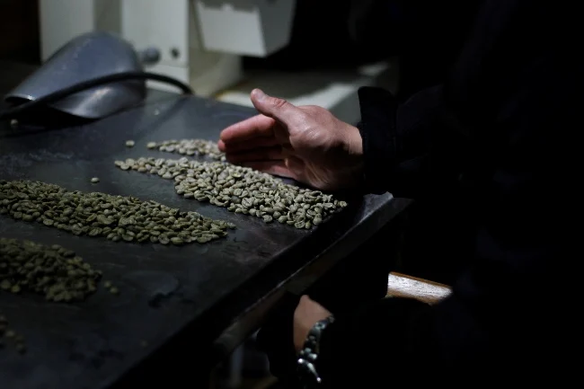 Mano separando granos de café verde durante el desmanche