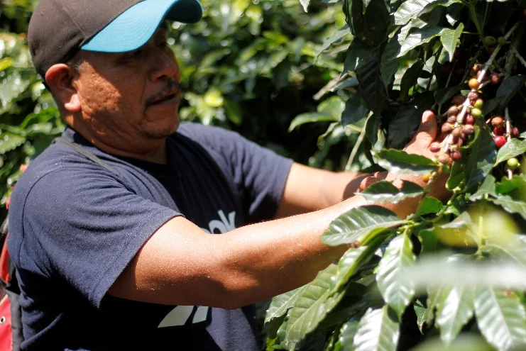 Productor cosechando cerezas de café maduras en un cafetal de Tenango de Doria, Hidalgo