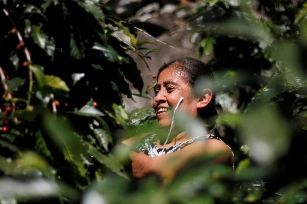 Productora sonriendo entre las ramas del cafetal durante la pizca