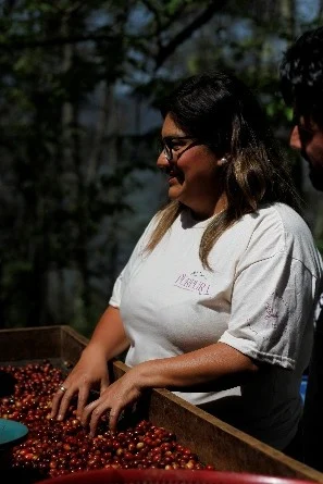 Productora seleccionando cerezas de café maduras en una caja de madera